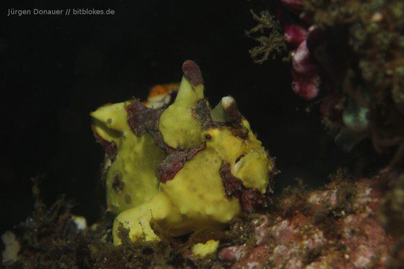 Anglerfisch / Frogfish