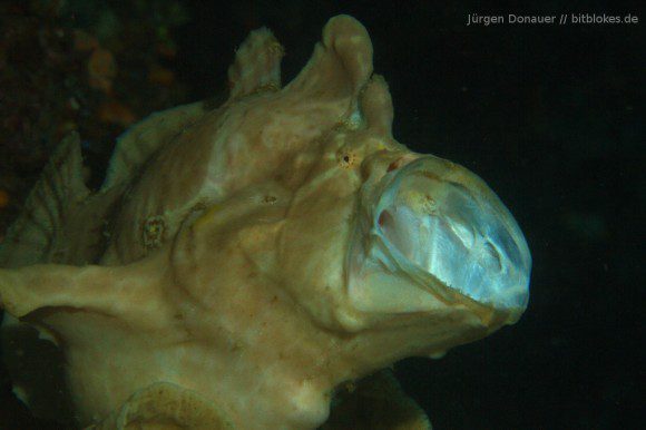 Anglerfisch / Frogfish