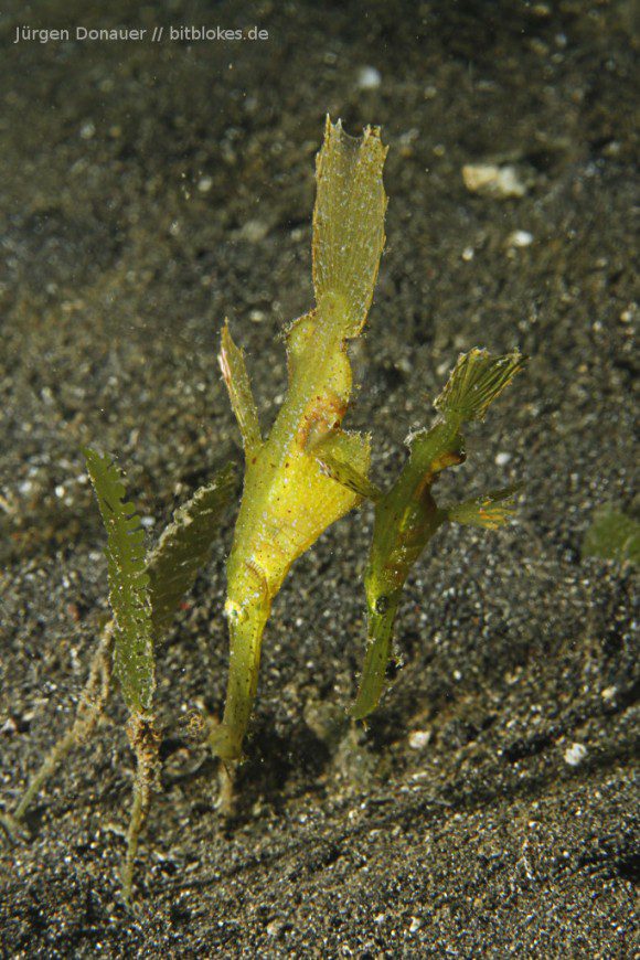 Ghostepipefish / Geisterpfeiffenfisch