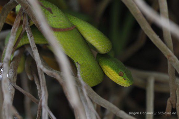 Weißlippen-Bambusotter (Green Pit Viper)