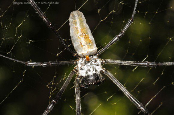 Auf der großen Spinne saß noch eine kleine