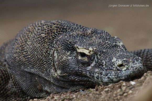 Komodo-Drachen: Genug gelaufen!