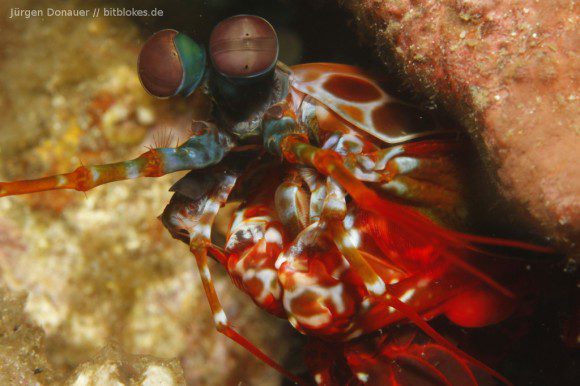 Fangschreckenkrebs / Mantis Shrimp