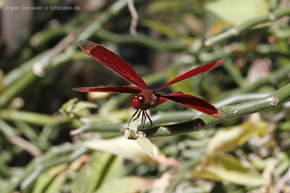 Rote Libelle in Bira