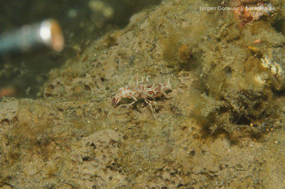 Tiger Shrimp - ich habe den Zeigestick links im Bild gelassen, damit man die Dimensionen besser sieht