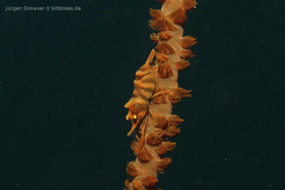 Die haben das Ding "Whip Coral Shrimp" genannt ...