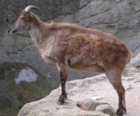 Tahr (Quelle: de.wikipedia.org, Foto von Michail Jungierek)