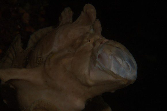 Frogfish: viel zu dunkel