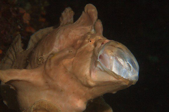 Frogfish: nachbearbeitet