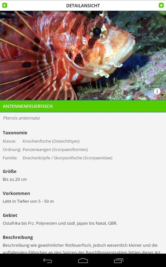 FischFinder: Rotfeuerfisch - Beschreibung