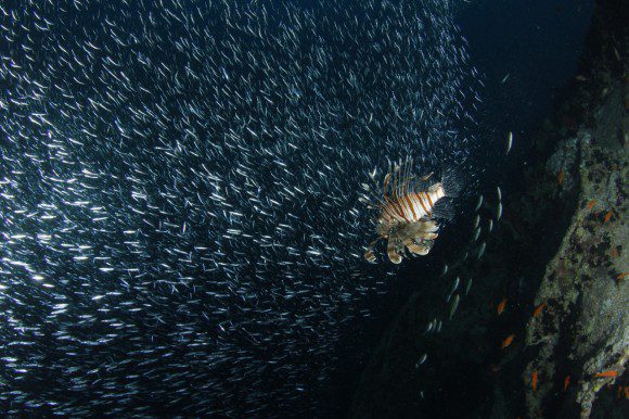 Thistlegorm: Den Rotfeuerfischen gefällt die Fischwolke