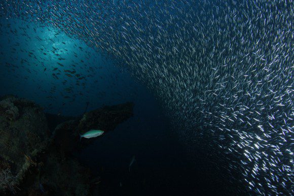 Wracks wie die Thistlegorm (mit Fischwolke) dürfen auf der Wrack-Safari natürlich nicht fehlen