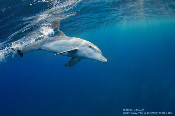 Mit dem Unterwasser-Monitor will man auch den Delfinen zuhören