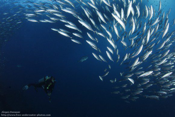 Thistlegorm - viele viele Fische