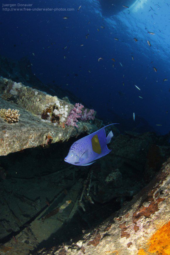 Thistlegorm - Halbmond-Kaiserfisch