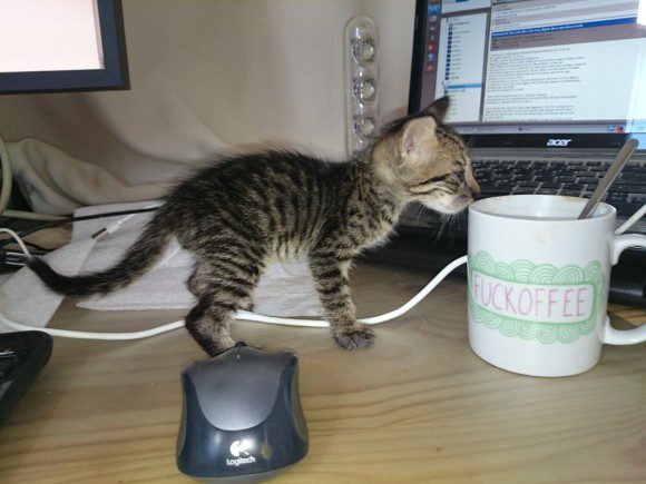 Elvis beim IT_Training: Zu Linux gehört Kaffee!