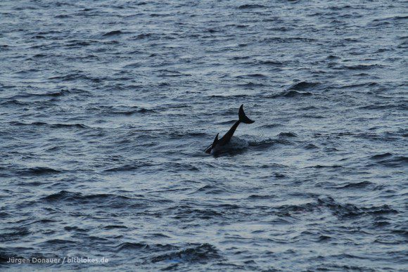 Delfin in der Dämmerung