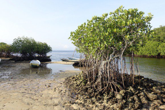 Mangroven auf Nusa Lembongan