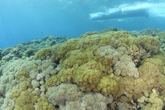 Riff in Nusam Lembongan (Norden)