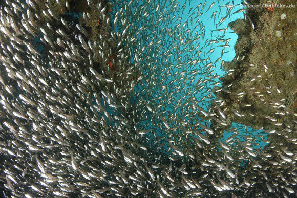 Viel Jungfisch bei der Rosalie Moller