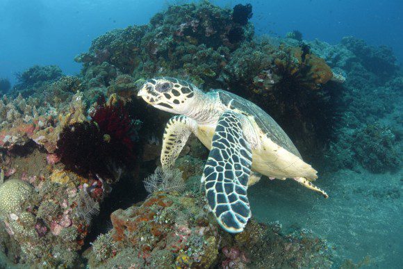 Unterwasserschildkröte