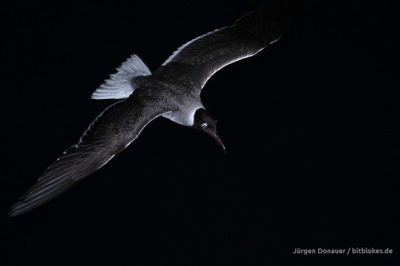 Möwe bei Nacht