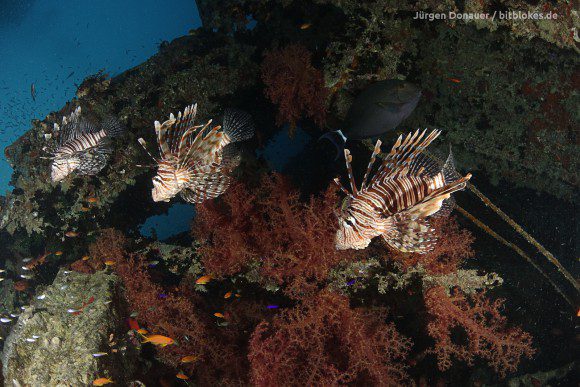 Rotfeuerfische an der Thistlegorm