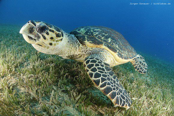 Unterwasser-Schildkröte