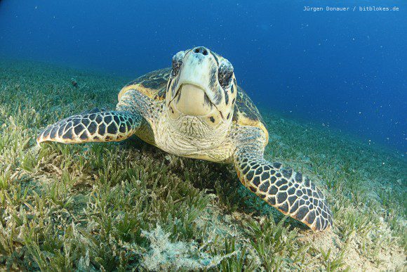 Unterwasser-Schildkröte in Bannerfish Bay starrt mich an