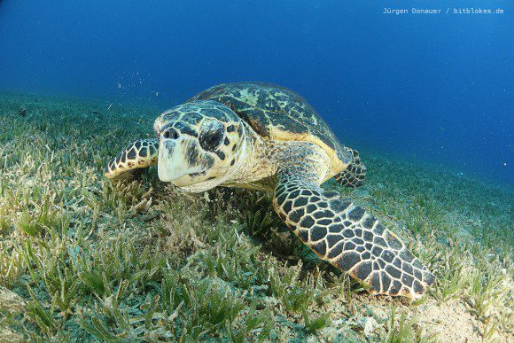 Meeres-Schildkröte lässt sich nicht stören