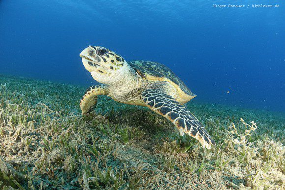 Meeres-Schildkröte in Bannerfish Bay