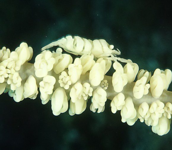 Whip Coral Shrimp (weiß nicht, wie der auf Deutsch heißt) - nur zirka 2 cm groß