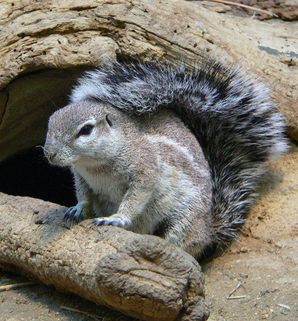 Xenial Xerus - das Afrikanische Borstenhörnchen (Borstenhörnchen 060319 4“. Lizenziert unter CC BY-SA 3.0 über Wikimedia Commons - https://commons.wikimedia.org/wiki/File:Borstenh%C3%B6rnchen_060319_4.jpg#/media/File:Borstenh%C3%B6rnchen_060319_4.jpg)