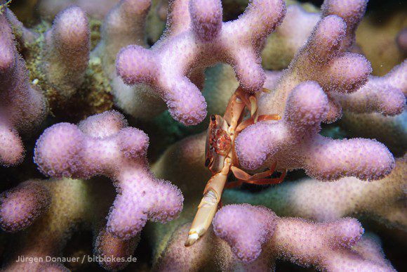 Krabbe in der Koralle