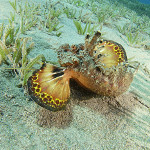 Marmorgarnele (Saron Marmoratus), Red Sea Walkman und Seepferdchen