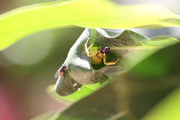 Spinne frisst Fliege und andere Fliege schaut dabei zu - Facebook abschalten und die Augen aufmachen, ist meine Devise