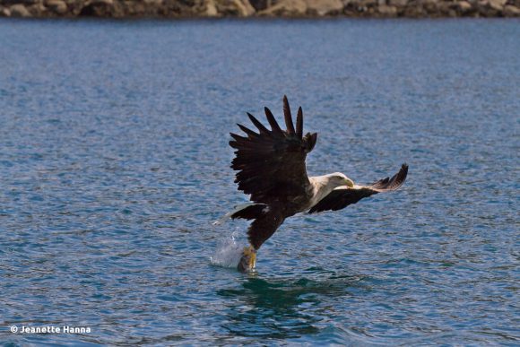 Der Seeadler schnappt sich den Fisch (© Jeanette Hanna)