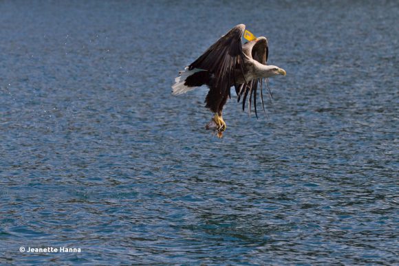 Sieht irgendwie aus wie Mr. Burns :) (© Jeanette Hanna)