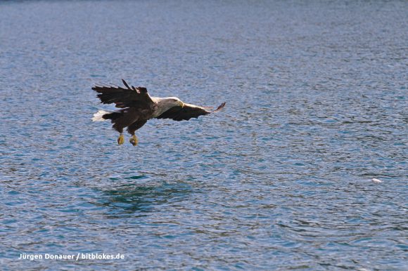 Der Seeadler kommt