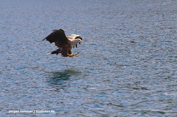 Der Seeadler setzt an