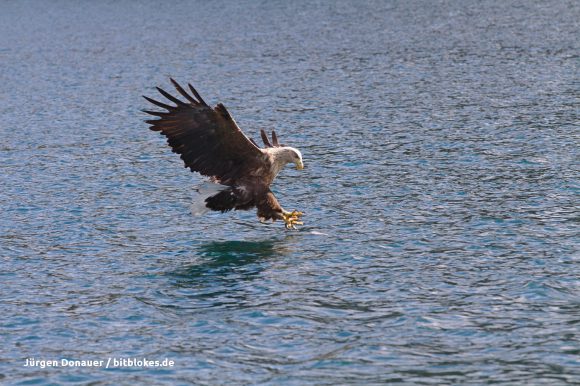 Der Seeadler fährt die Krallen aus