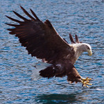 Seeadler schnappt Fisch – eine Serie aus den Bildern dreier Fotografen