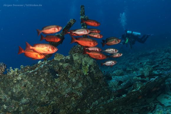 Große Fische, kleiner Taucher?