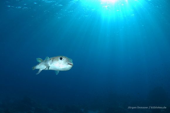 Ein glücklich aussehender Kugelfisch