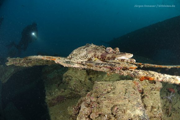 Krokodilfisch an der Thistlegorm