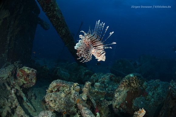 Rotfeuerfisch an der Thistlegorm