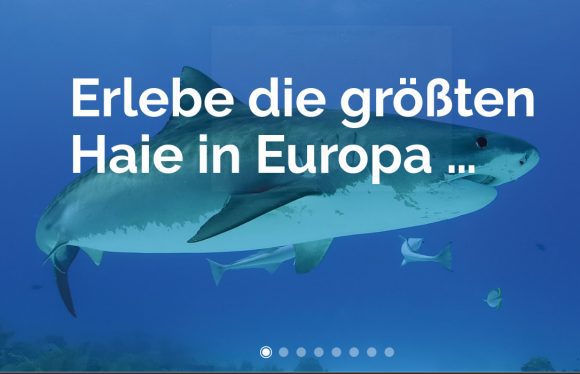 Shark City will die größten Haie in Europa präsentieren