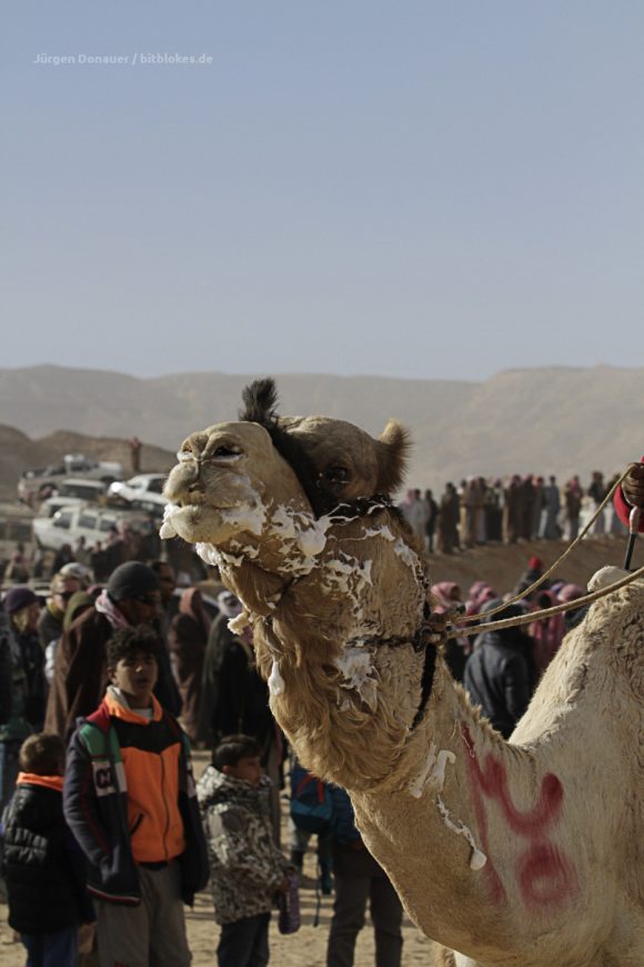 Exhausted camel in the finishing area