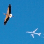 Störche am Himmel – mit Flugzeug und Mond – ein hübscher Anblick