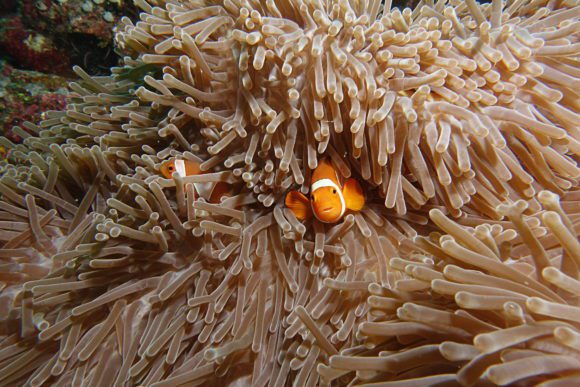 Clownfish